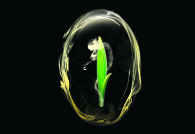 绿茶之王——信阳毛尖