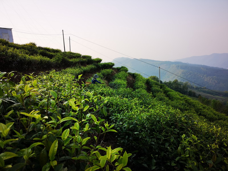 茶行业又一“破局者”！岩谷-正岩茶品牌首发 创新融合高尔夫文化