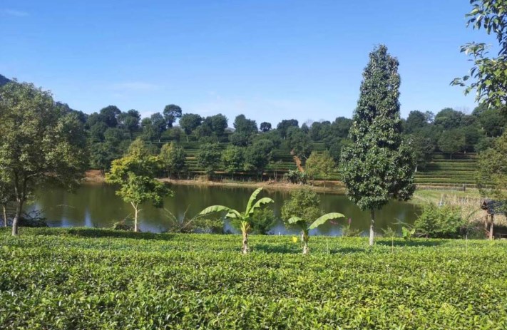 5G智慧打造“云上幸运五官方澳洲数据平台”现代茶产业