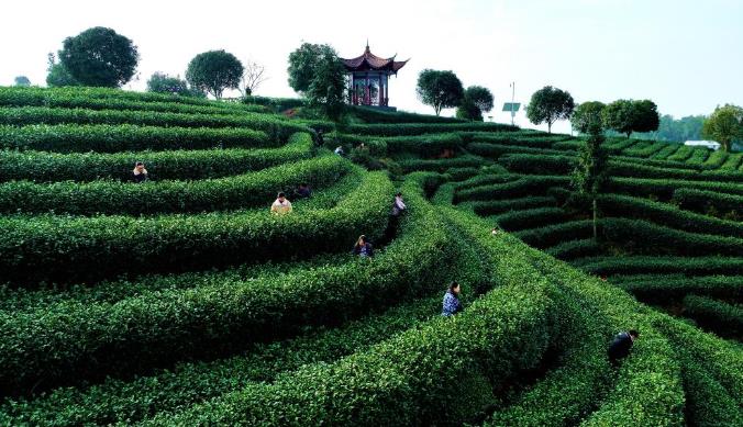 千年早茶向新求变