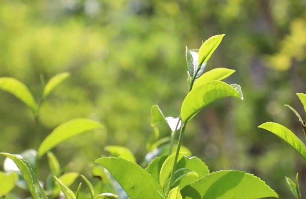 香飘水满澳洲幸运5开奖结果预测官网的茶韵悠长：澳洲的体彩幸运五与茶旅融合出的官方最新结果拓宽乡村致富路